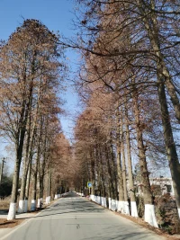 幸福銀行 D09
日期：2025 年 1 月 29日
今天是大年初一
白天去了趟先生的老家
在村頭遇見了“鄉村情報站”的老鄉
他們問：是哪家的親戚呀？
有位老人說：哦，是某某家的兒子回來了
有種少小離家的感嘆呀
在小叔家吃過中飯，去了公公婆婆的“老房子”
用香燭和燒紙點燃兩個世界
以虔誠和敬畏之心告知祖先我們當下的生活
山坡上的枇杷樹更高了，樹上結滿了一串串小枇杷
隔鄰的那座高山被開發了“光伏發電”
去水庫的那條路修好了
........
回城的車是兒子開的
他居然在拐彎的那個路口開錯了
錯了就錯了，反正今天不工作，不趕時間
正好，我們可以去看看被大家廣泛傳播的“網紅水杉”

下午的太陽明晃晃的，春天真的來了
車載音樂放著沙寶亮的“數數”
明明三十一，忽然四十七
一封情書剛剛落筆  轉身接兒女
數一數  走過的一路
看過的日出 算不算 是幸福

看過“網紅水杉”，右拐，又是來路
道路盡頭一對小年輕緩緩走來
情景如此相似：30年前的我們配圖