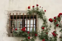 听过一句话：“一朵花是不需要花店的，是花店需要花。”

每个来到这个世界都有自带修复的能力，生命无论以何种形式展开，过程都伴随着无法忽视的辛酸、委屈。

但总有人把困境当作突破的契机，依旧保持乐观的姿态，做自己的千军万马。

所以，请你勇敢一点，如果发现路上没有灯火，那就让自己做一颗闪烁的星星。配图