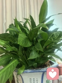 善于提供情緒價值的人，不僅能滋養自身，更能治愈他人。

學會以下這3點，照亮自己，也能為他人帶去光亮：　

一、耐心傾聽，擁有情緒共鳴的能力；

二、心懷感恩，抵御負面情緒的影響；

三、懂得欣賞，提升情緒感知的能量。　　

　　真正的成長，是我們開始有意識地調節自己的情緒，不讓情緒操控我們的決定。當我們以樂觀的態度面對世事，生活的每一天都會有驚喜，人生處處也都充滿美好和希望。配圖