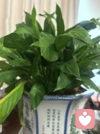 人生所有可見的風景，都源自不可見的心田。你內心的晴雨，定義了世界的明暗——眉頭緊鎖時，坦途也成險隘；嘴角微揚時，荊棘自讓通途。

真正的轉運，始于此刻的選擇：把急躁化為從容，將抱怨轉為感恩。從好好吃飯、早睡早起開始，從整理衣冠、打掃房間做起。這些看似微小的儀式，實則是向宇宙發送的堅定信號：我已準備好迎接美好。

此刻請起身，對鏡中的自己微笑。從今天起，讓每個尋常日子，都成為生命中最好的時光。配圖