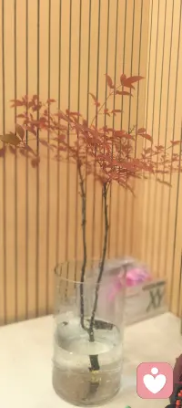 今日话题‖对孩子的爱，就是从孩子身边有序地退出家--无为而治的养育观
这个话题让我想起《道德经》里的句子:“生而不有，为而不恃，长而不宰”，深层契合家庭教育的智慧：父母创造生命却不占有，培育子女却不居功，引导成长却不控制。如庄子“相忘于江湖”的境界，恰是亲子关系理想的终极状态。
这种“有序退出”绝非情感疏离，而是如《诗经》所言“父兮生我，母兮鞠我。拊我畜我，长我育我。顾我复我，出入腹我”的深恩之后，升华成“欲报之德，昊天罔极”的超越性守望。它既包含“临行密密缝”的牵挂，更蕴含“好男儿志在四方”的豁达，最终达成“你站立的方向，就是我目光所及之处”的生命共舞——这或许才是中国式亲子关系最深邃的浪漫。