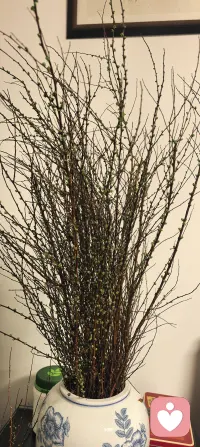 今日话题‖活法
真正的成长，
不是用知识去评判对错，
也不是用智慧去指点他人。
而是把所学，
化作照亮自己的光，
向内安顿，向外温柔，
活出自在、清醒与丰盛。
愿我们都把智慧用在自己身上，
不纠对错，只修己心，
从容过好这一生。✨配图