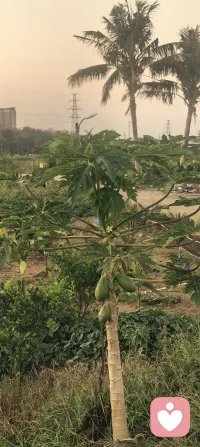 走在乡间小路，意外闯入海南农业技术推广基地。
夕阳把田野染得温柔，水稻青悠，蔬菜鲜嫩，玉米挺拔，椰苗向阳。
连三角梅都开得格外热闹，一簇簇不一样的色彩，撞进眼里。
有些风景，总在不期而遇的路上🌇🌴