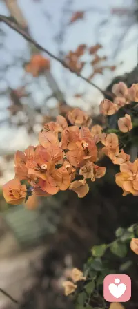 走在乡间小路，意外闯入海南农业技术推广基地。
夕阳把田野染得温柔，水稻青悠，蔬菜鲜嫩，玉米挺拔，椰苗向阳。
连三角梅都开得格外热闹，一簇簇不一样的色彩，撞进眼里。
有些风景，总在不期而遇的路上🌇🌴