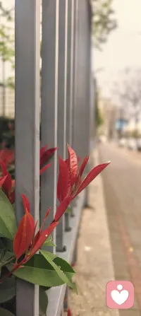 今日话题‖接纳
🌿 很多时候，我们以为要接纳的是对方“做了什么”，
其实真正要接纳的，是行为背后藏着的情绪与未被看见的原因。
愤怒里可能是委屈，沉默里也许是害怕，挑剔背后或许是渴望被看见。
当我们不再盯着“行为”本身较劲，
而是试着去触碰那层情绪的温度，
问题本身，反而会慢慢消融。
[玫瑰]看见即疗愈，接纳即和解。
愿我们都能在关系里，多一份温柔的看见，少一份无谓的对抗。配图