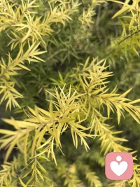 你本身的存在，就值得被喜欢，不需要用“优秀”来证明 。