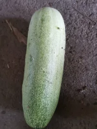 新鮮瓜果蔬菜！配圖