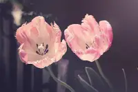 当你变得越来越优秀时，你开始明白，其实每个人都没有好坏之分，没有对错，只是频率不同，做出了不同的选择。
有个好的心态，路就会走得更宽。