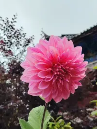 一花一世界，一叶一菩提。