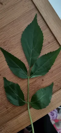 接骨木
非常好的中藥材配圖