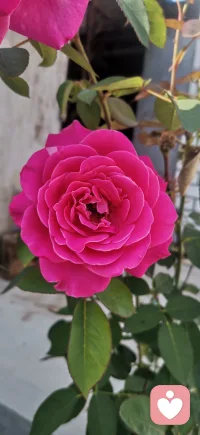 每天有個(gè)好心情配圖