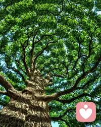 我允許任何事情的發(fā)生。我允許，事情是如此的開始，如此的發(fā)展，如此的結(jié)局。因為我知道，所有的事情，都是因緣和合而來，一切的發(fā)生，都是必然。若我覺得應(yīng)該是另外一種可能，傷害的，只是自己。我唯一能做的，就是允許。
我知道，我是為了生命在當(dāng)下的體驗而來。在每一個當(dāng)下時刻，我唯一要做的，就是全然地允許，全然地經(jīng)歷，全然地享受?？矗皇强础Ｔ试S一切如其所是。配圖