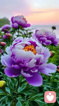 向花一樣綻放！配圖