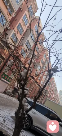 冬至大如年，人间小团圆，冬至阳生春又来，春满人间花🌺争艳。祝你，祝我，祝我们一顺百顺事事顺意，幸福安康配图