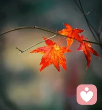 萧条寂静中的一抹艳丽！配图