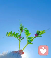 养心才是最好的养生。心宽病自退！心安身自安！配图