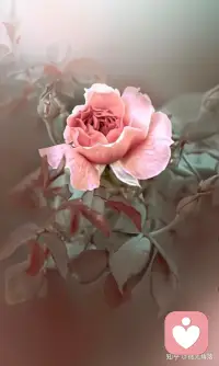 顺境中善待他人，逆境中善待自己，逐光而行，向阳而生。配图