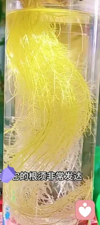 三九第一天，起运旳日子！可以养一课生姜！
生姜根系发达，主业根基稳健。配图