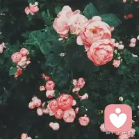 坦然接受生活中的不如意，活出心花怒放的人生！配图