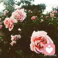 坦然接受生活中的不如意，活出心花怒放的人生！配图