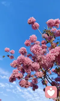 生命会自己寻找出路。像树，像草，在看似无路之处，仍拼命钻出缝隙！配图