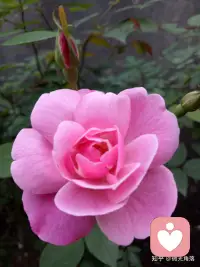 每个人的花期不同，不必焦虑别人比你提前拥有。配图