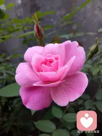 每个人的花期不同，不必焦虑别人比你提前拥有。配图