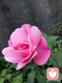 每个人的花期不同，不必焦虑别人比你提前拥有。配图