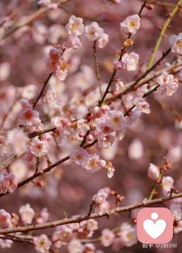 心若向阳，无畏悲伤；眼里有光，何惧风霜。配图