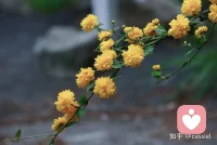 心若向阳，无畏悲伤；眼里有光，何惧风霜。配图