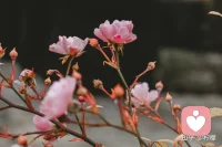 在谷底也要开花，在海底也要望月。配图