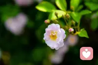 万物生长，又何曾顾及他人目光。配图