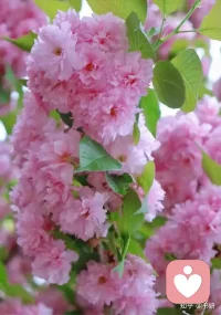 《和正能量的人同行》

和正能量的人同行，你看山山青，
看水水绿，看花花艳，
看天天蓝，看地地阔，看人人亲，
看一切都是那么美好。配图