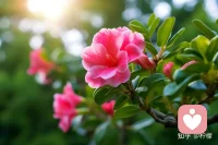 一片叶，落在哪里都是归宿。一朵花，开在哪里都是芳香配图
