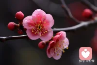 一片叶，落在哪里都是归宿。一朵花，开在哪里都是芳香配图