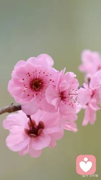 无奈的时候能达观一笑，是境界；危难的时候能泰然一笑，是大气；被轻蔑的时候能平静一笑，是自信；失恋时能轻轻一笑，是洒脱。配图