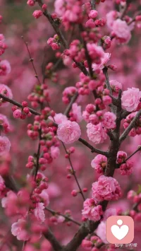 无奈的时候能达观一笑，是境界；危难的时候能泰然一笑，是大气；被轻蔑的时候能平静一笑，是自信；失恋时能轻轻一笑，是洒脱。配图