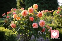 成长这条路，苦和甜都是必须经历的，摆正心态，去接受，去释怀。到了一定的年纪，你就会明白，身体健康，情绪稳定，心情愉悦，就是最大的幸福。配图