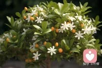 成长这条路，苦和甜都是必须经历的，摆正心态，去接受，去释怀。到了一定的年纪，你就会明白，身体健康，情绪稳定，心情愉悦，就是最大的幸福。配图