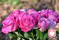 .人生，有阳光也有风雨；生活，有意外也有惊喜。伴着顺境和逆境成长，才是人生！今天的努力总会换来丰厚的回馈。不抱怨不放弃，一定有奇迹。加油配图