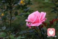 .人生，有阳光也有风雨；生活，有意外也有惊喜。伴着顺境和逆境成长，才是人生！今天的努力总会换来丰厚的回馈。不抱怨不放弃，一定有奇迹。加油配图