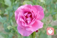 有人说时光很美，美的让人总想留住。其实美的并非是时光，只是我们遇见了彼此，才有了最美好的时光。有人说风景很美，美得恍若人间仙境，其实美的不是风景，而是我们拥有一双发现美的眼睛和一颗感受美的心。配图