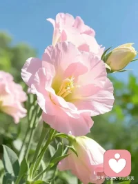 人生，与其是不断的去追求而无法满足，那不如先沉淀自己，看清内心深处真正的需求，只要愿意打开封闭的心，去体会、去拥抱眼前的幸福，就会比别人活得更富足，更开心。配图