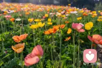 谁又能平白无故地成功，每一步都艰辛苦涩，所以不必比较和羡慕，走好脚下的路，专注在自己身上，耐心地经营，那些小惊喜迟早会变成一扇窗，让你眺望更美好的远方。配图