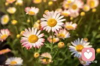 谁又能平白无故地成功，每一步都艰辛苦涩，所以不必比较和羡慕，走好脚下的路，专注在自己身上，耐心地经营，那些小惊喜迟早会变成一扇窗，让你眺望更美好的远方。配图