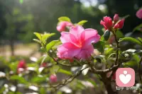 世界上最可贵的两个词，一个叫认真，一个叫执着，认真的人改变了自己，执着的人改变了命运。有些事情，不是看到了希望才去坚持，而是坚持了才有希望。配图