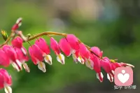 世界上最可贵的两个词，一个叫认真，一个叫执着，认真的人改变了自己，执着的人改变了命运。有些事情，不是看到了希望才去坚持，而是坚持了才有希望。配图