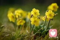 世界上最可贵的两个词，一个叫认真，一个叫执着，认真的人改变了自己，执着的人改变了命运。有些事情，不是看到了希望才去坚持，而是坚持了才有希望。配图