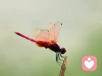 知人者智，自知者明；胜人者有力，自胜者强。
真正爱自己的人，不需要在外界寻找答案，而是在内心修得从容与安宁。配图