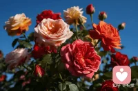 生命，是一树花开，或安静或热烈，或寂寞或璀璨。配图